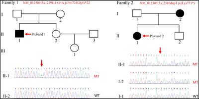 Identification of novel SHANK2 variants in two Chinese families via exome and RNA sequencing